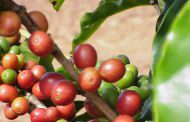 Safra mineira de café deve alcançar  23,3 milhões de sacas no ano de 2015
