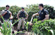 PM descobre plantação de maconha em Santa Rita de Minas