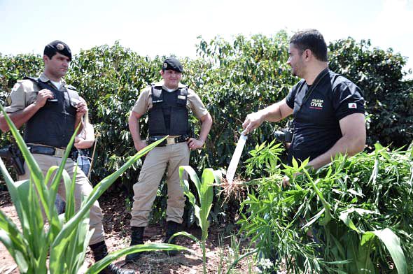 PM descobre plantação de maconha em Santa Rita de Minas