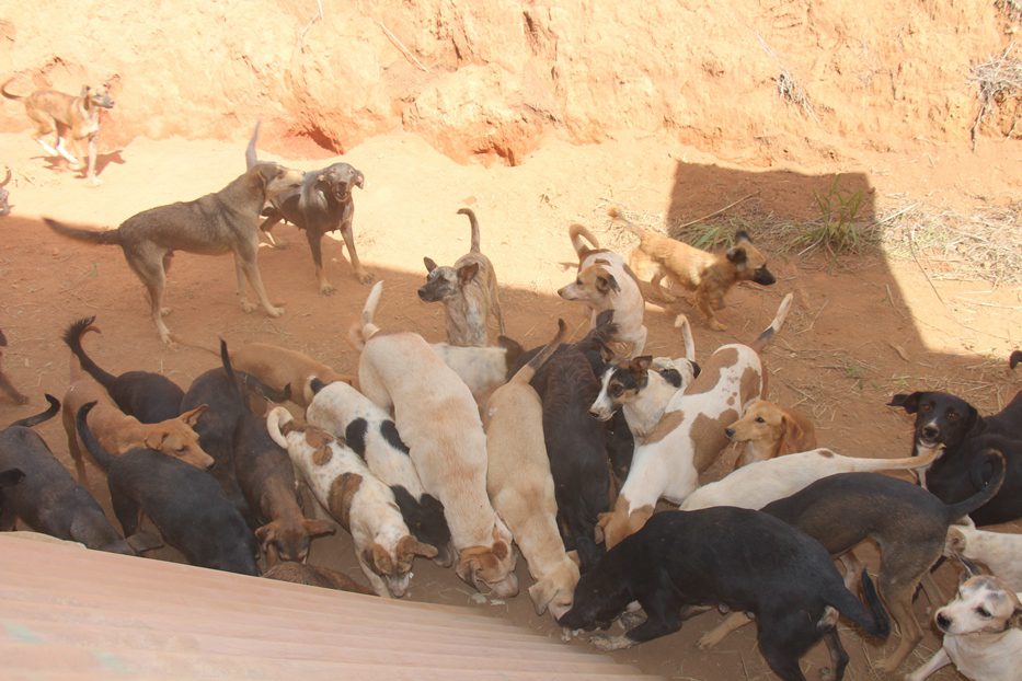 Sem ter onde abrigar, Latemia leva 150 cães para o Centro de Zoonoses