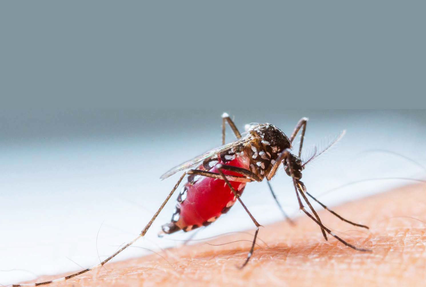 Caratinga tem 488 casos suspeitos de dengue
