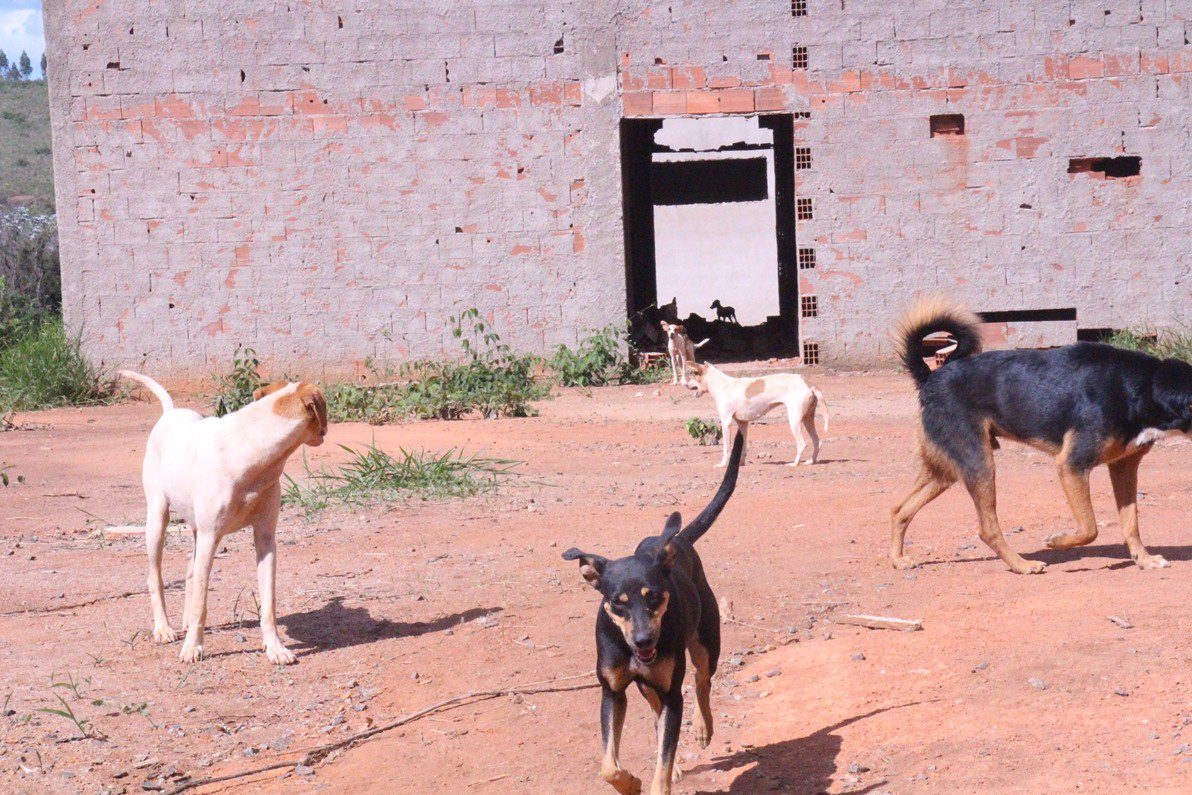 Situação de cães abandonados em Caratinga motiva reunião