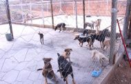 Cães da ONG Latemia são transferidos para área do Parque de Exposições