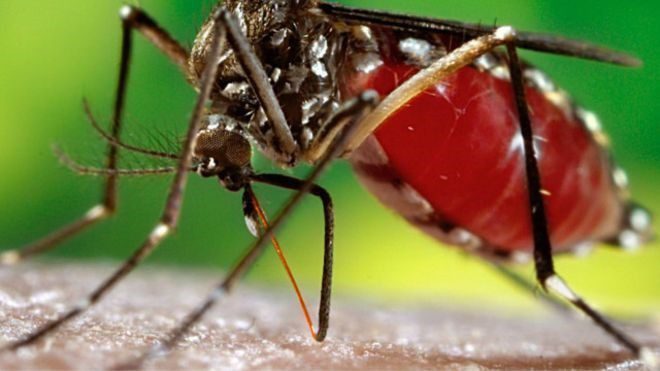 Casos suspeitos de doenças provocadas pelo mosquito da Dengue recuam em Caratinga