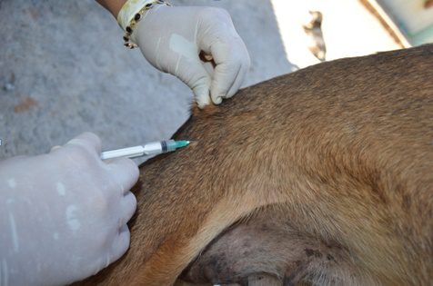 Vacinação antirrábica de cães e gatos