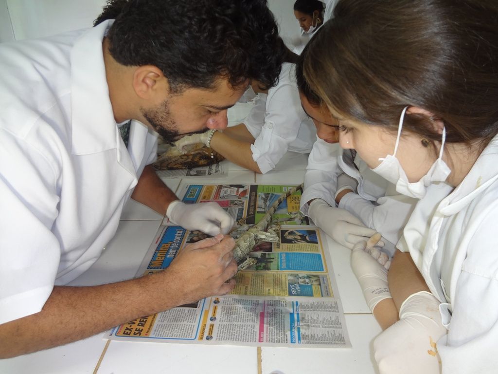 Estudantes aprendem a “empalhar” animais no Museu da Biologia