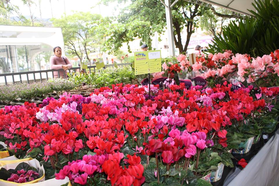 Festival de Flores de Holambra