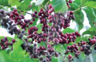 Colheita de café impulsiona geração de empregos em Caratinga durante o mês de maio