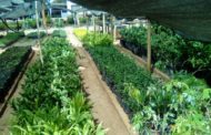 Secretaria de Agricultura irá distribuir quase 4 mil mudas frutíferas