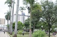 Três palmeiras são substituídas na Praça Cesário Alvim