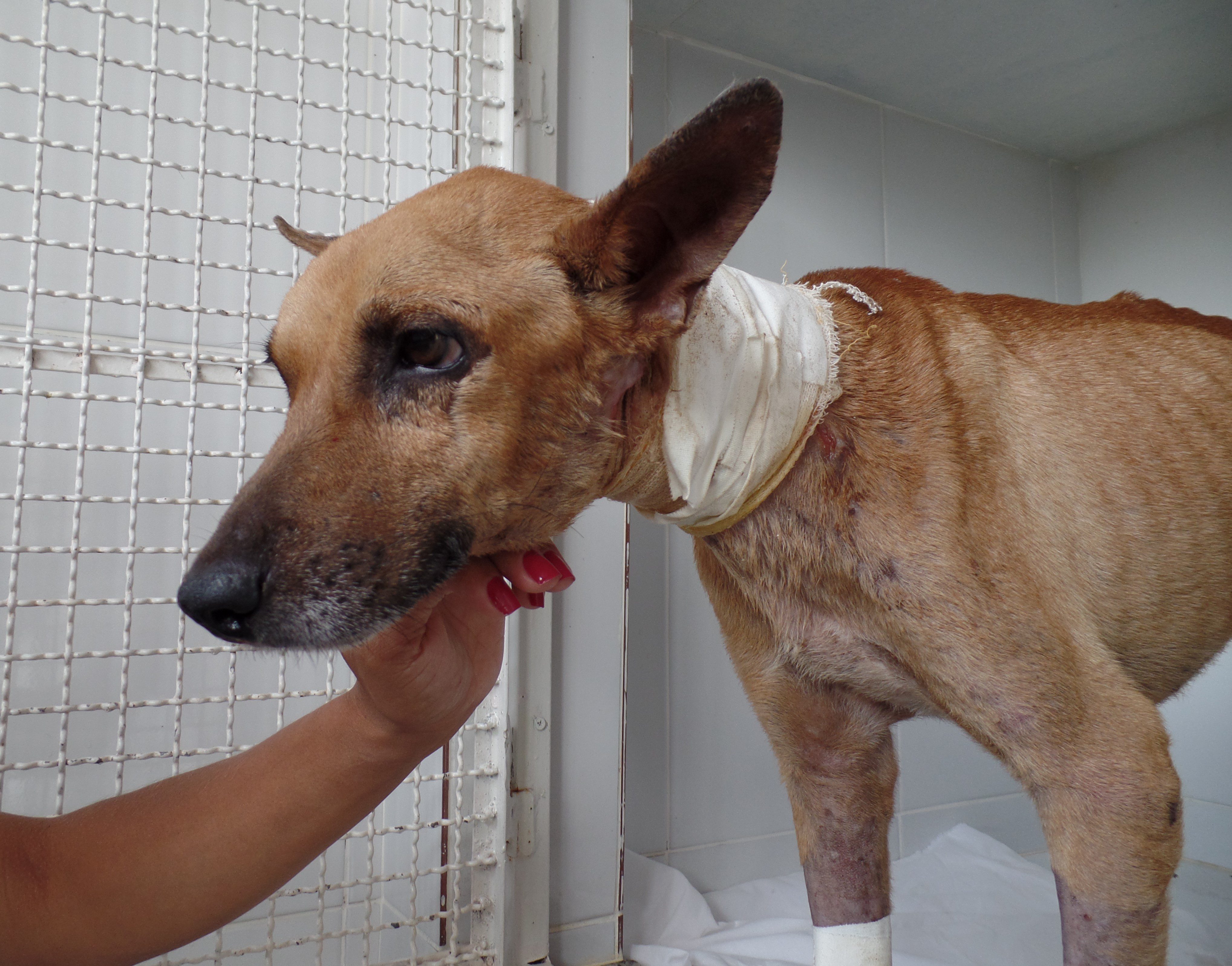 Casu – Hospital Veterinário luta para salvar o cão “Costelinha”