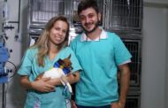 CASU – Hospital Veterinário Joaquim Felício emite boletim sobre o estado de saúde do canino “Baruk”