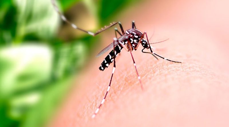 Balanço aponta casos prováveis de Dengue, Chikungunya e Zika