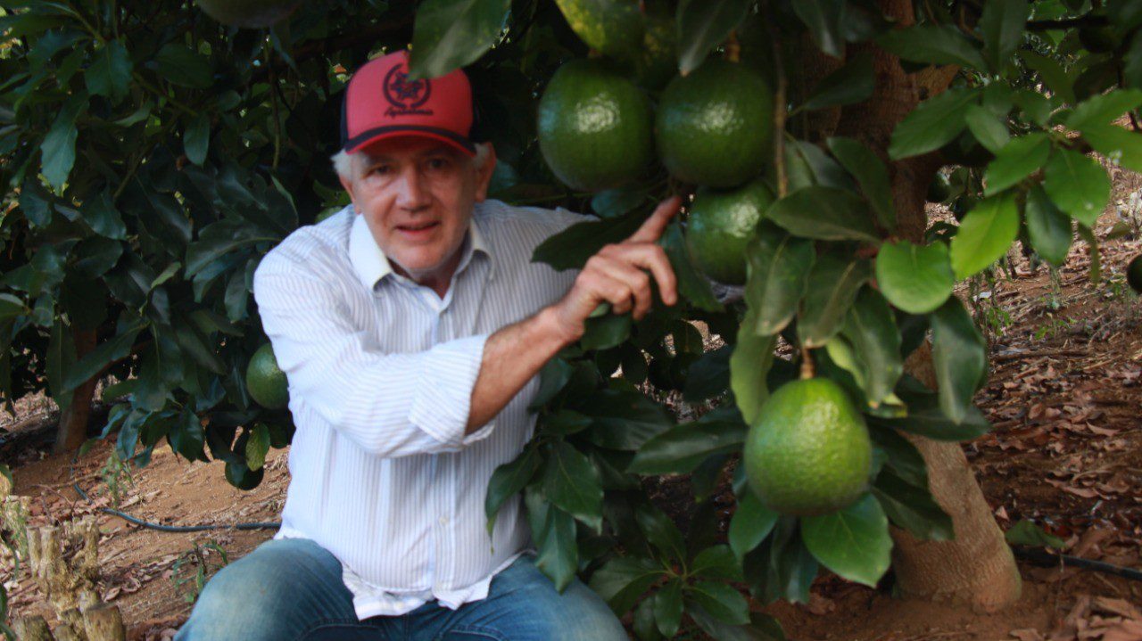 Os benefícios de investir no plantio de abacate