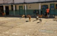 Prefeitura de Raul Soares utiliza escola como abrigo provisório para animais de rua