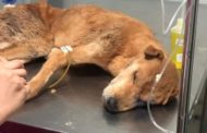 Cão resgatado em Santa Bárbara do Leste não resiste a ferimentos e grave desidratação