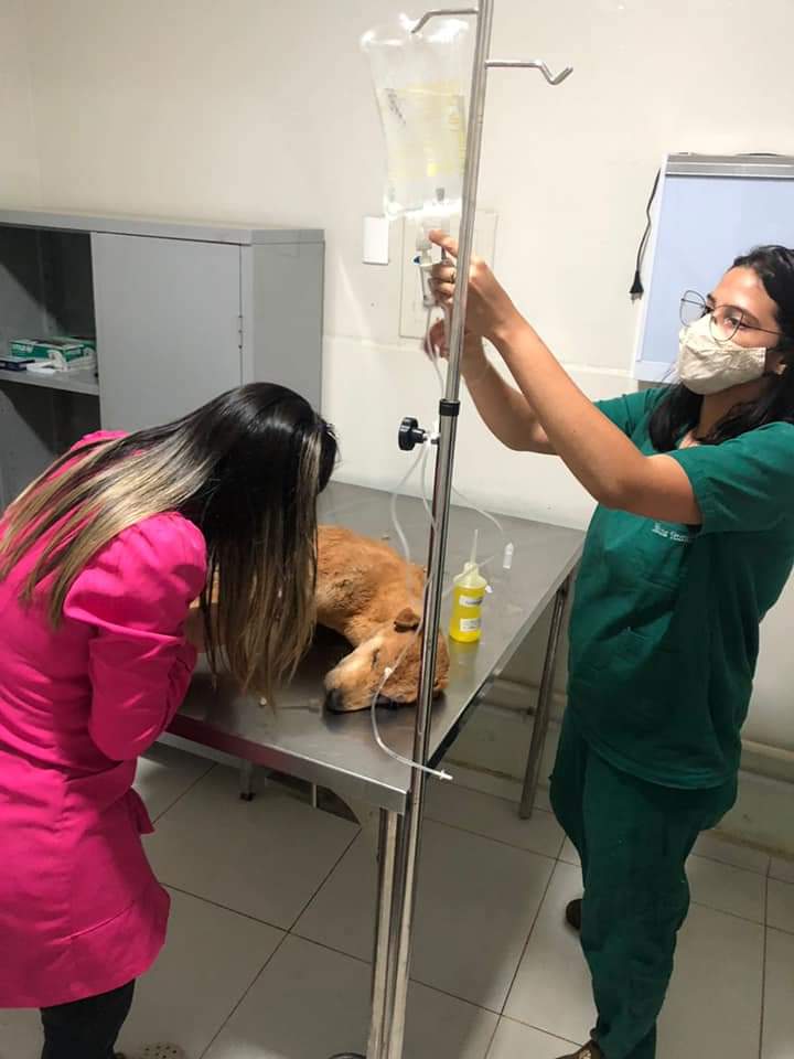 Cão é resgatado com ferimentos e em estado grave de desidratação