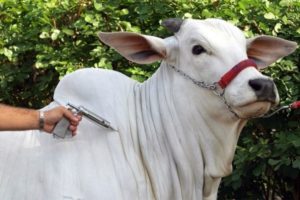  No escritório regional do IMA em Caratinga, a expectativa é imunizar 33.900 bovinos e 952 búfalos (imagem ilustrativa) 
