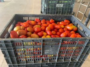 Preço do tomate deve ficar na média dos últimos dias