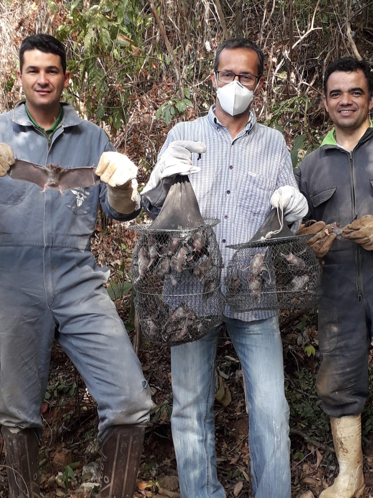 IMA realiza captura de morcegos na zona rural de Bom Jesus do Galho