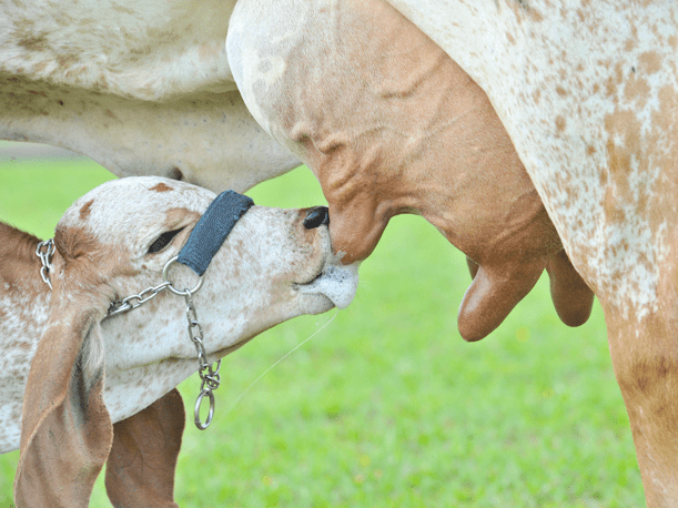 Caratinga adere a programa de melhoramento genético bovino