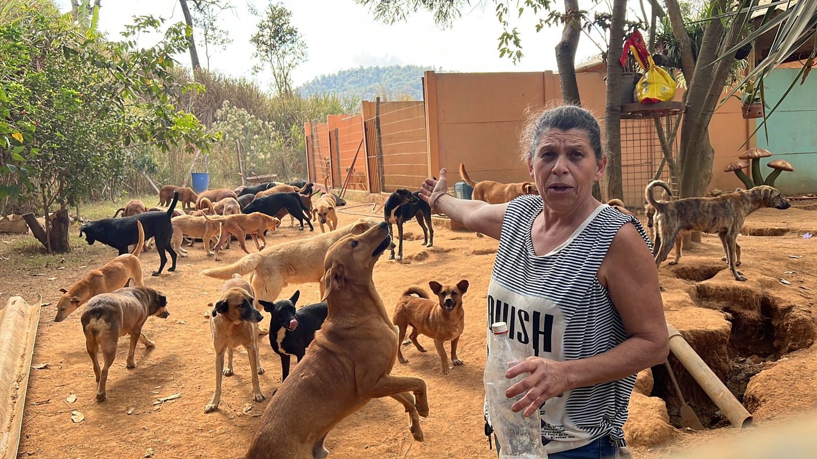 Justiça determina reintegração de posse na ONG Latemia e animais são levados para canil municipal