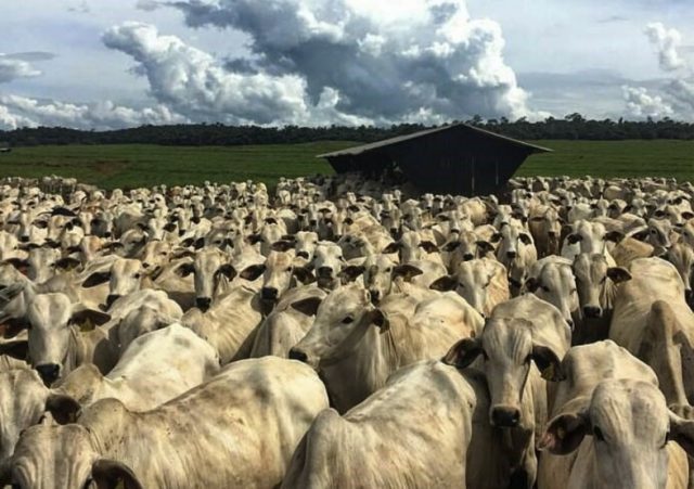 Em 2021, rebanho bovino chegou a 40.821 cabeças em Caratinga