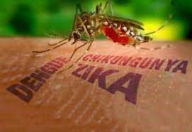 Combate ao mosquito Aedes aegypti