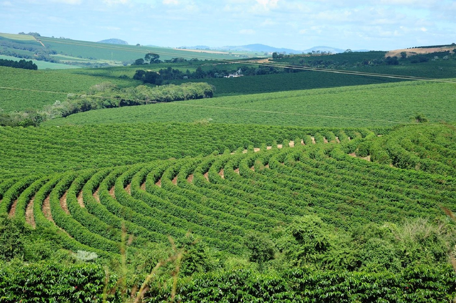 Cafeicultura é um dos destaques da agenda estratégica da Emater-MG