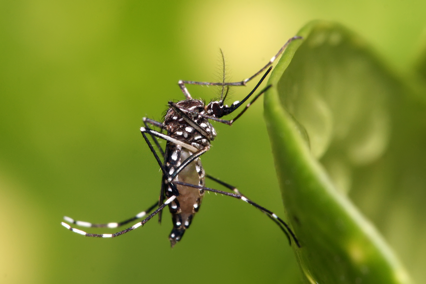 Cai incidência de casos de dengue em Caratinga