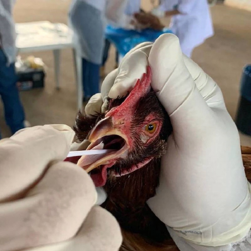 IMA treina todo o quadro de veterinários para atendimento em caso de suspeita de gripe aviária