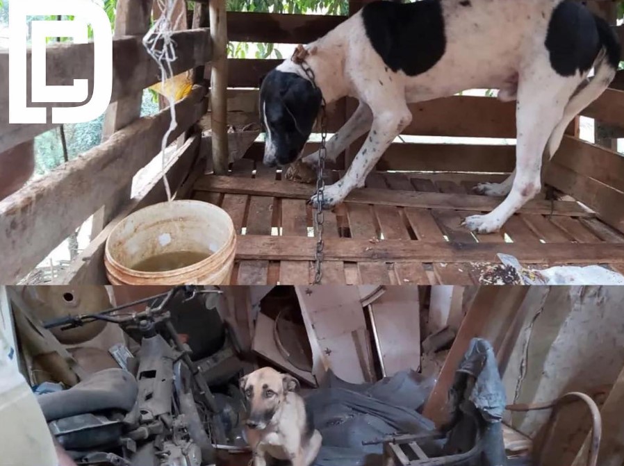 Animais são encontrados em situação de maus-tratos no quintal de uma casa e homem é preso em Manhuaçu