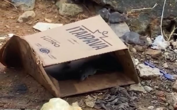 Infestação de ratos no Bairro Santa Zita