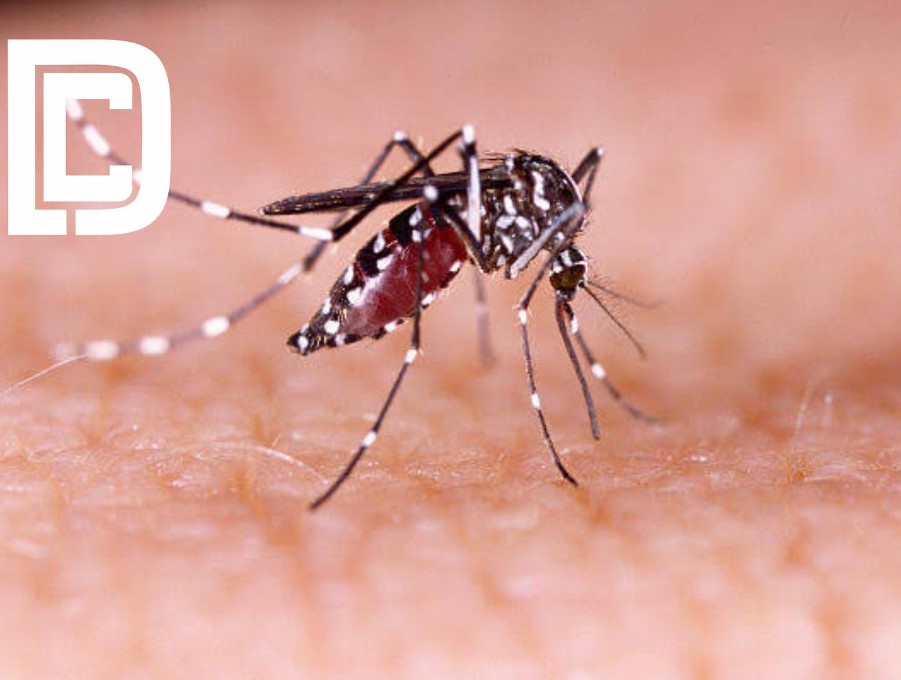 Caratinga atinge baixo risco de infestação da Dengue