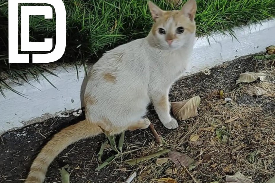 Mais de 30 gatos são mortos envenenados em condomínios de Cuiabá