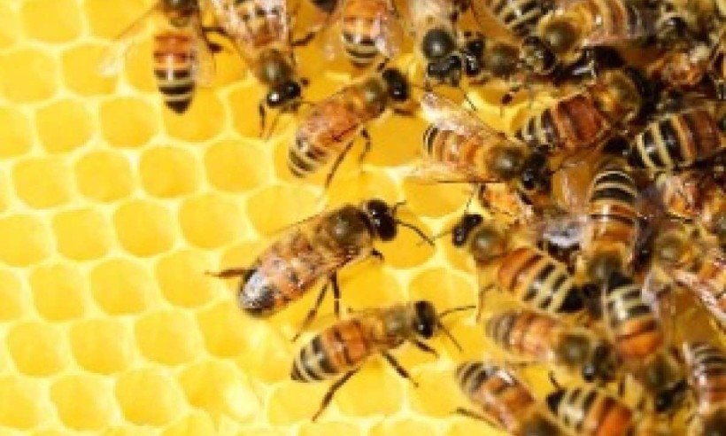 Enxame de abelhas mata casal em fazenda de Minas