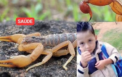 Criança de 3 anos morre após ser picada por escorpião quando calçava a meia para ir à escola no Vale do Jequitinhonha