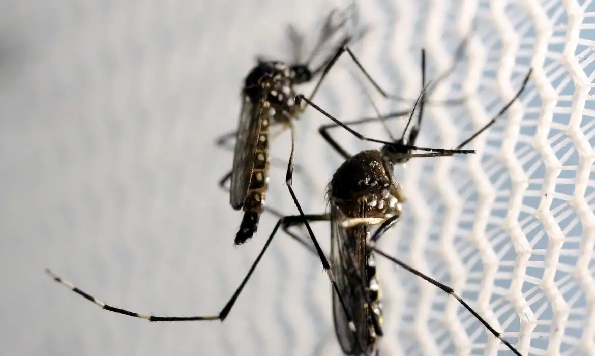 Dengue: Minas confirma segunda morte pela doença em 2024