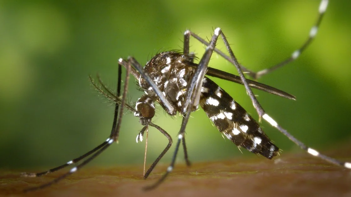 Caratinga registra índice de infestação predial para Aedes aegypti de 2,6%