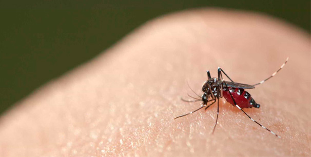 Exames apontam mais diagnósticos de Chikungunya em Caratinga