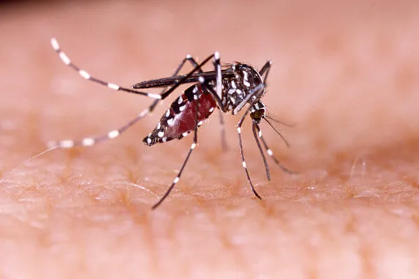 Janeiro foi marcado pela alta de casos suspeitos de Dengue e Chikungunya