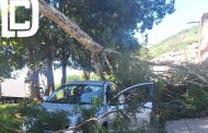 Queda de árvore interrompe fornecimento de energia em bairros de Caratinga