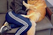 Gol suspende transporte de pets no porão após morte de cachorro