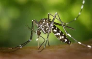 Queda de notificações de doenças transmitidas pelo mosquito Aedes aegypti